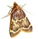 Aglossa electalis - Hodges#5513 - photo 4