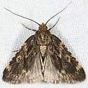 Aglossa furva - Hodges#5522 - Aglossa furva