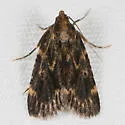 Aglossa furva - Hodges#5522 - photo 3