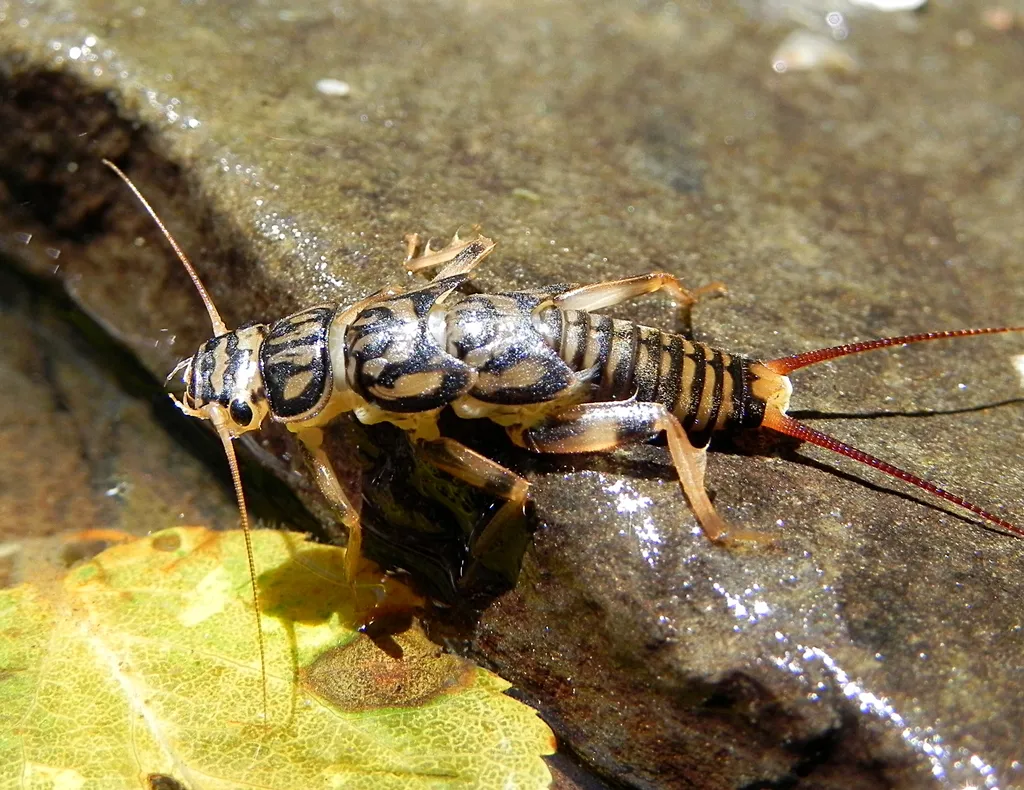 Agnetina capitata