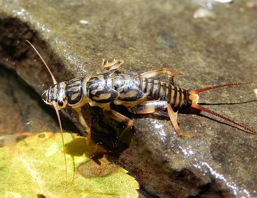Agnetina capitata - photo 3