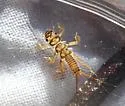 Agnetina flavescens