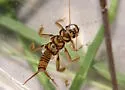 Agnetina flavescens - photo 4