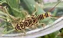 Agnetina flavescens - photo 5