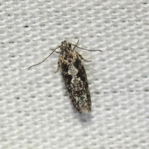 Agnippe abdita - Hodges#1768