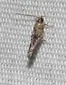 Agnippe biscolorella - Hodges#1772 - photo 4
