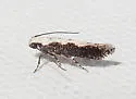Agnippe leuconota - Hodges#1770 - photo 2