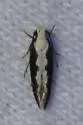 Agnippe leuconota - Hodges#1770 - photo 3