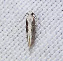 Agnippe leuconota - Hodges#1770 - photo 4
