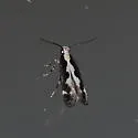 Agnippe prunifoliella - Hodges#1771