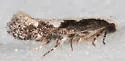 Agnippe prunifoliella - Hodges#1771 - photo 3