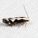 Agnippe prunifoliella - Hodges#1771 - photo 4