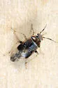 Agnocoris pulverulentus - photo 2