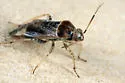 Agnocoris pulverulentus - photo 3