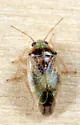 Agnocoris pulverulentus - photo 4