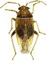 Agnocoris pulverulentus - photo 5