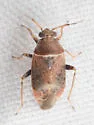 Agnocoris rossi - photo 2
