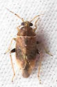 Agnocoris rossi - photo 3
