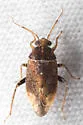 Agnocoris rossi - photo 4