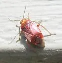 Agnocoris rubicundus - Agnocoris rubicundus