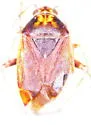 Agnocoris rubicundus - photo 2