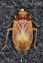 Agnocoris rubicundus - photo 3