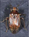 Agnocoris rubicundus - photo 4