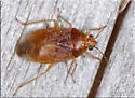 Agnocoris rubicundus - photo 5