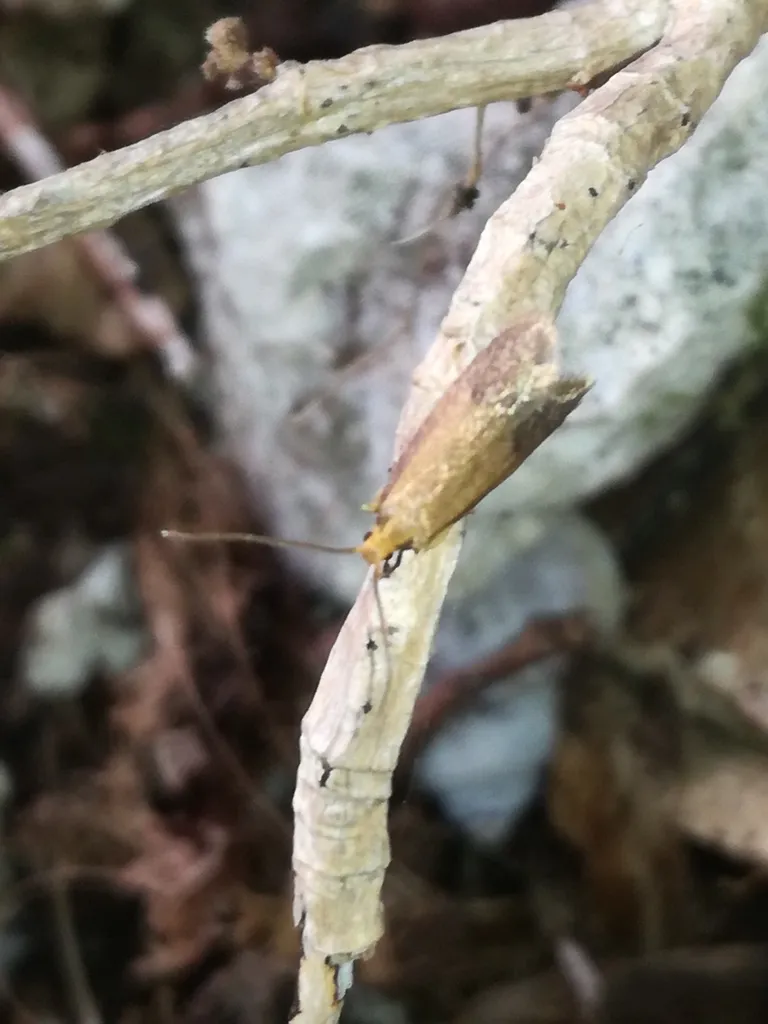 Agnoea colurnella - photo 2