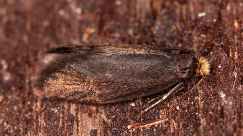 Agnoea elsae