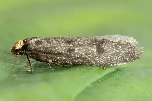 Agnoea josephinae