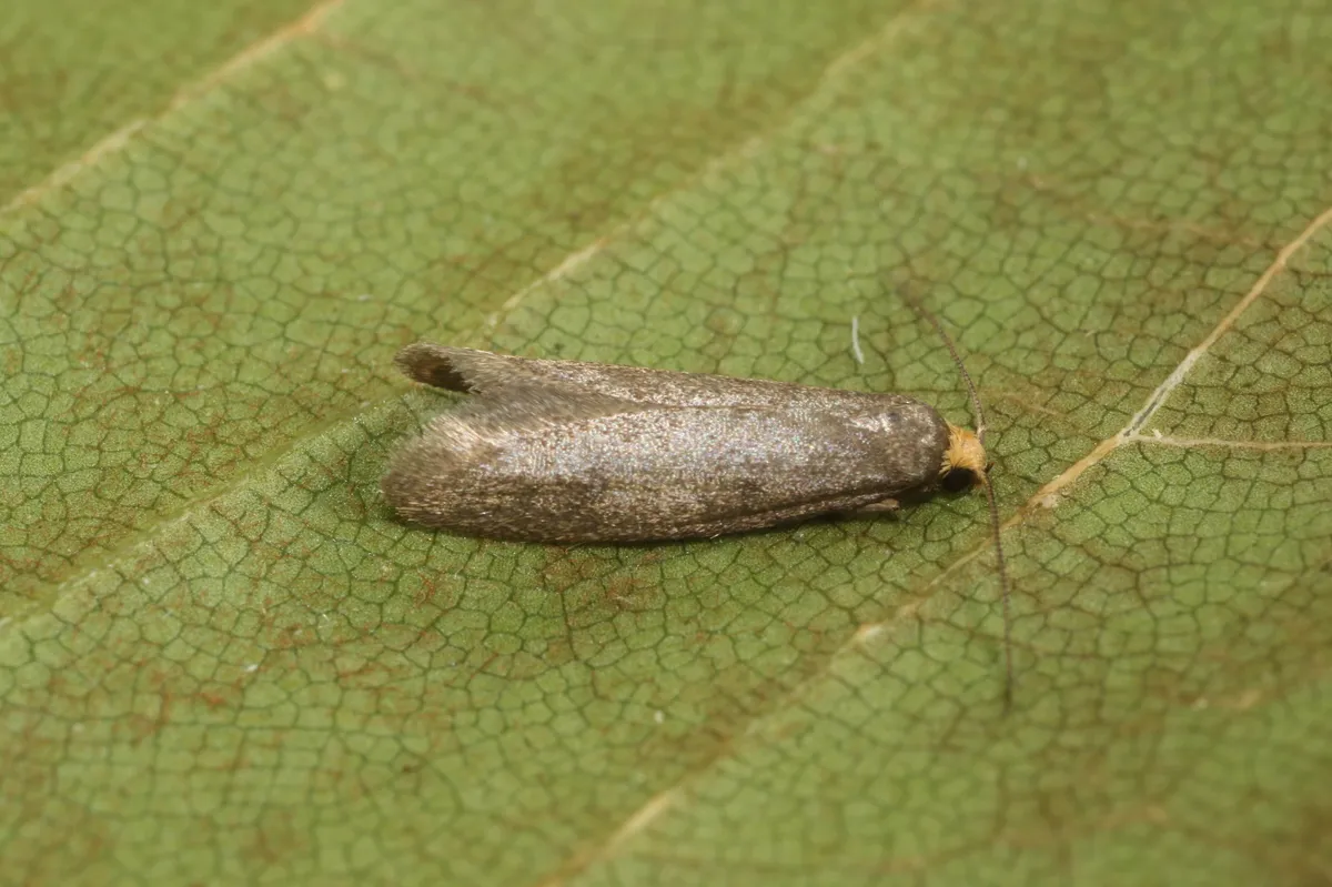 Agnoea langohri