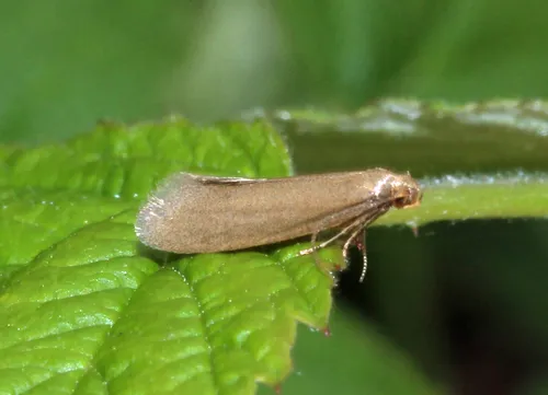 Straw-coloured Tubic