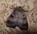 Pale-banded Dart - Hodges#10955