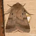 Pale-banded Dart - Hodges#10955 - photo 3