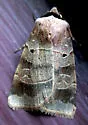 Pale-banded Dart - Hodges#10955 - photo 4