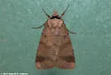 Pale-banded Dart - Hodges#10955 - photo 5