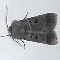 Agnorisma bollii - Hodges#10956