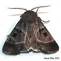 Agnorisma bollii - Hodges#10956 - photo 2