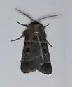Agnorisma bollii - Hodges#10956 - photo 4