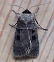 Collared Dart - Hodges#10954 - photo 2