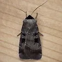 Collared Dart - Hodges#10954 - photo 3