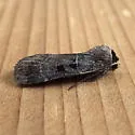 Collared Dart - Hodges#10954 - photo 4