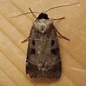 Collared Dart - Hodges#10954 - photo 5