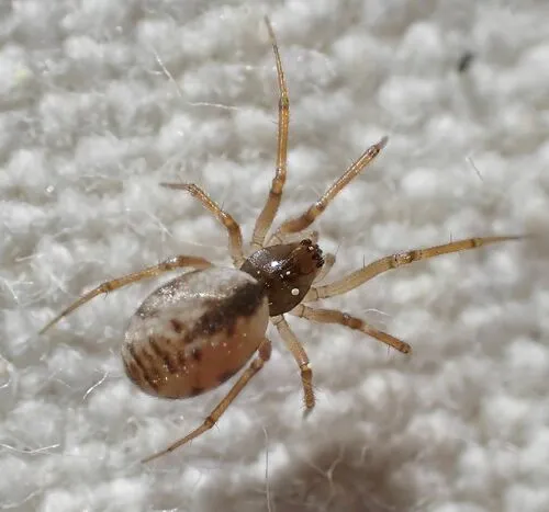 Agnyphantes arboreus