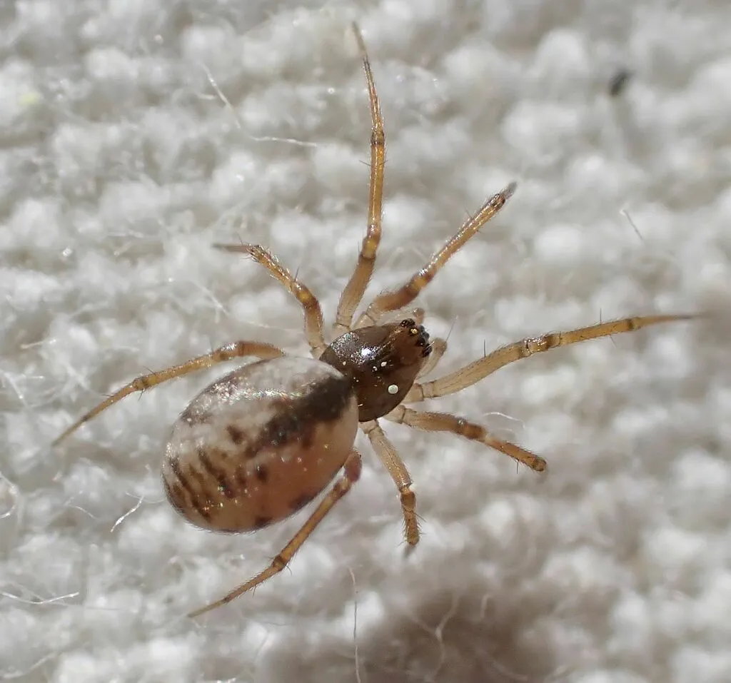 Agnyphantes arboreus - photo 2