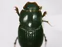 Agoliinus manitobensis - photo 2