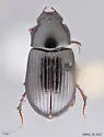 Agoliinus plutonicus - Agoliinus plutonicus