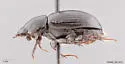 Agoliinus plutonicus - photo 2