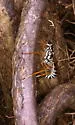 Agonocryptus discoidaloides